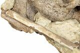 Fossil Dinosaur Bones and Tendons in Sandstone - Wyoming #292560-2